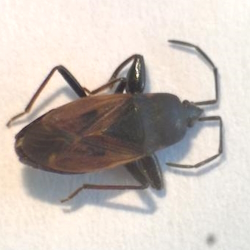 Eremocoris plebejus